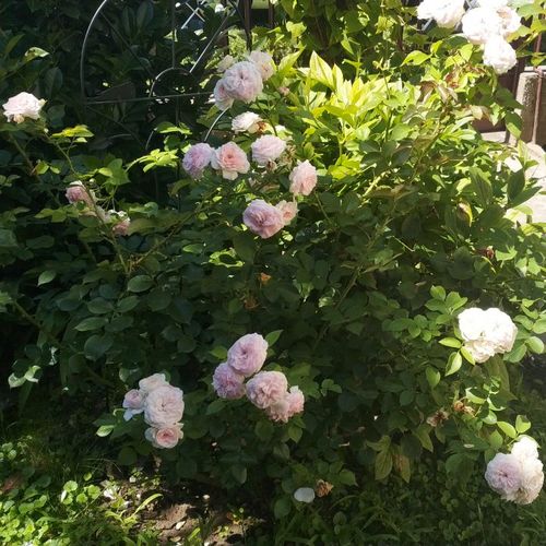 Roz pal - Trandafir copac cu trunchi înalt - cu flori tip trandafiri englezești - coroană dreaptă